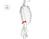estenosis-del-canal-lumbar