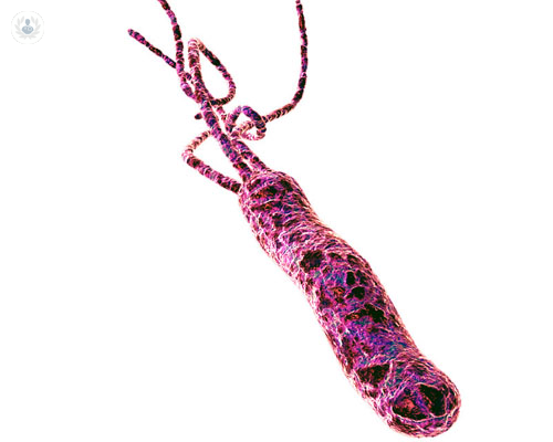 helicobacter-pylori-que-es-y-como-tratarlo imágen de artículo