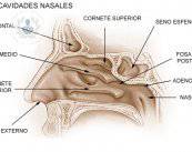 tabique-nasal