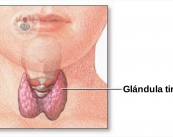 glandula-tiroides