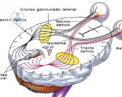 neurofisiologia-para-patologias-oftalmologicas