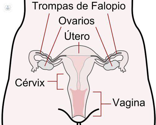 partes-organo-reproductivo-mujer