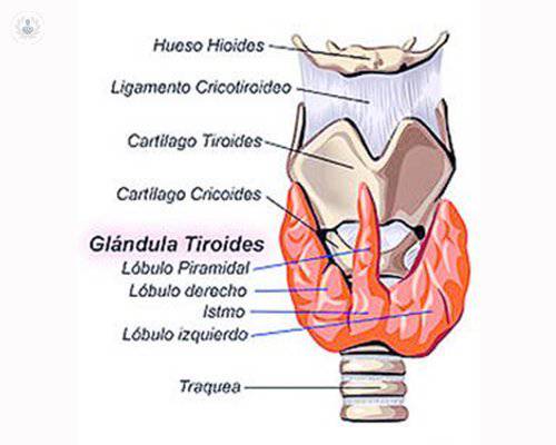 tiroides