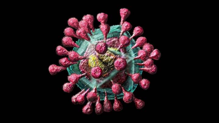 de-animales-humanos-que-tipos-de-coronavirus-existen imágen de artículo