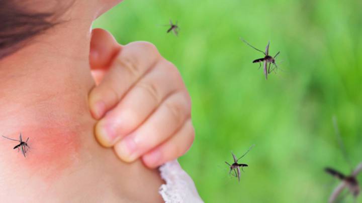 prevencion-del-dengue imágen de artículo