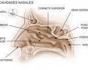 tabique-nasal