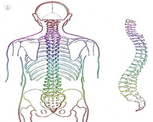columna-vertebral-representacion