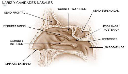 Partes de la nariz