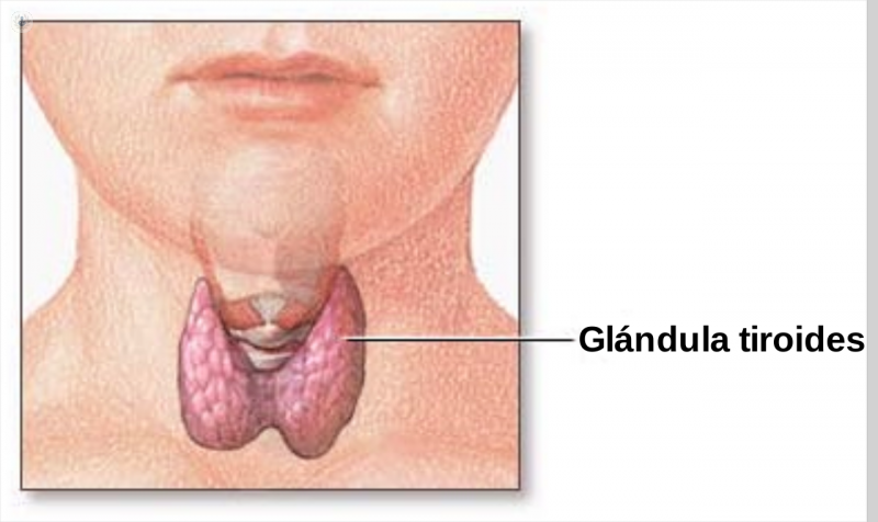 imagen glandula tiroidea