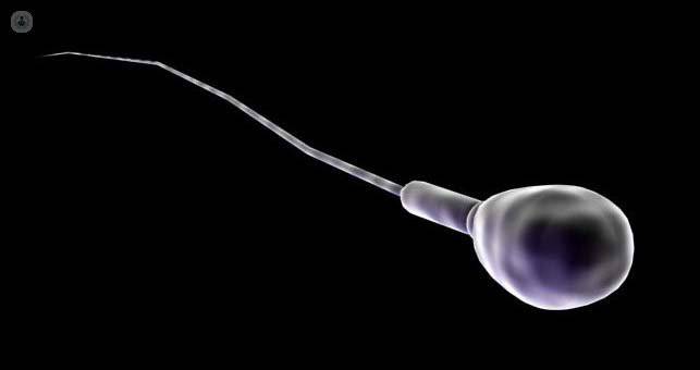 espermatozoide camino al ovulo