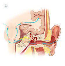 partes del oído hipoacusia
