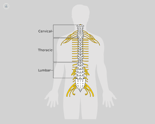 dibujo medula