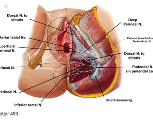 neuralgia pudenda frontal