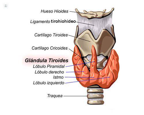 anatomia de la tiroides